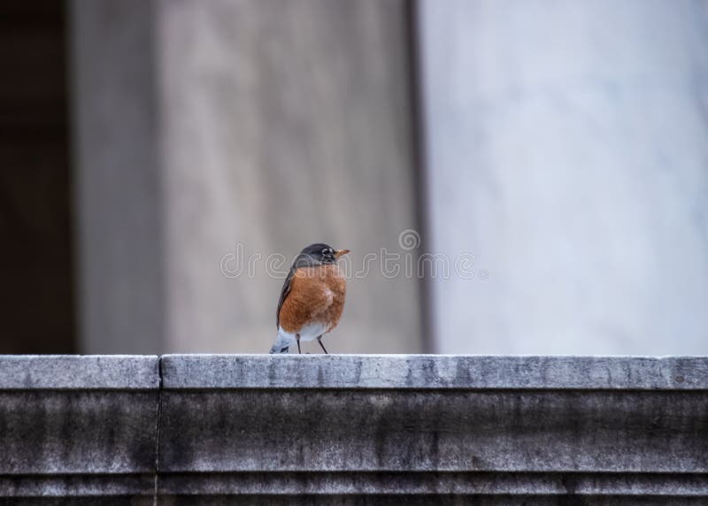 Rudzika redbreast z chuchający w górę piórek, siedzi na wypuscie przy Jefferson pomnikiem zdjęcia stock Rudzika redbreast z chuchający w górę piórek, siedzi na wypuscie przy Jefferson pomnikiem zdjęcia stock