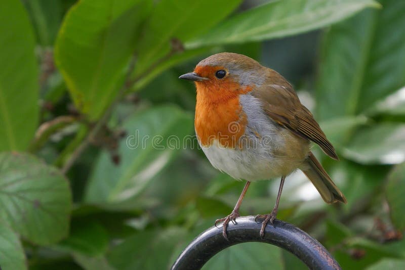 Rudzika redbreast - śliczny ptasi portret zdjęcia royalty free Rudzika redbreast - śliczny ptasi portret zdjęcia royalty free