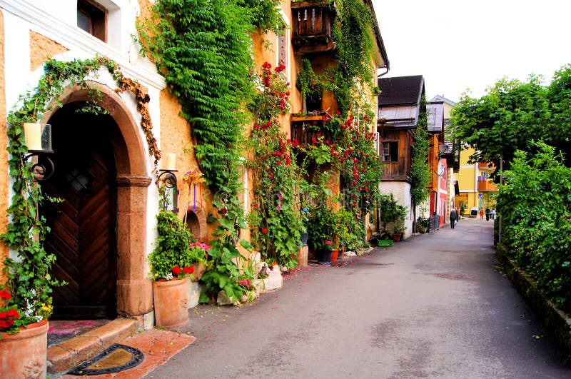 Rue rayée par fleur image stock Rue rayée par fleur image stock