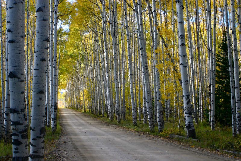 Ruelle d'Aspen photos stock Ruelle d'Aspen photos stock