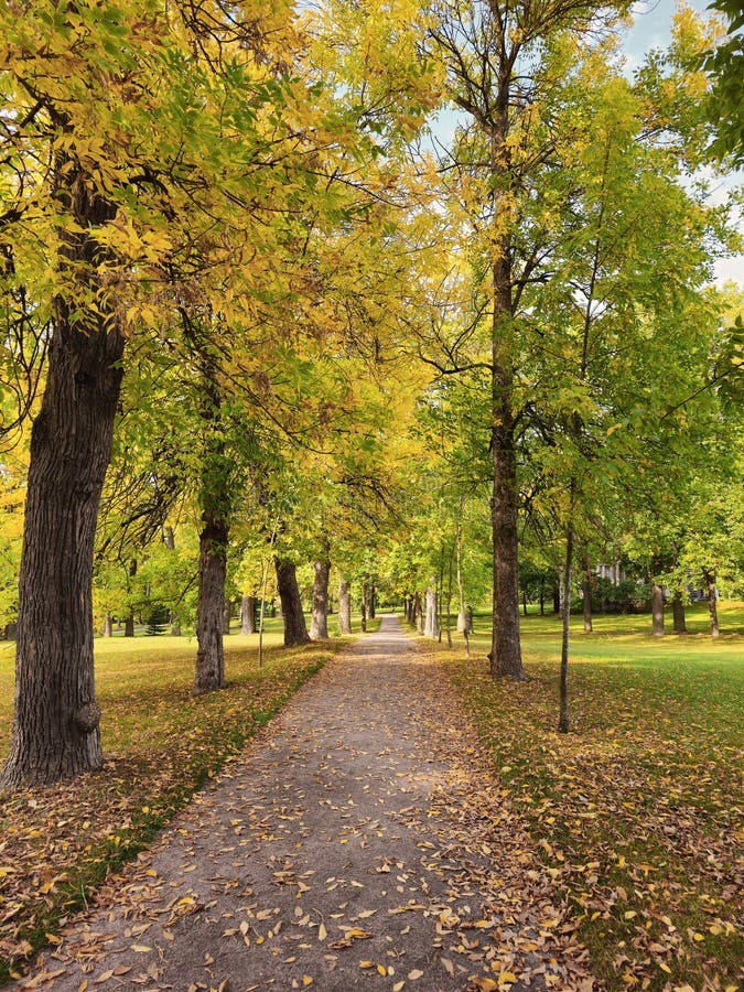 Ruelle ensoleillée d'automne dans le parc. beau parc d'automne avec les arbres jaunes par temps ensoleillé. vue verticale image libre de droits