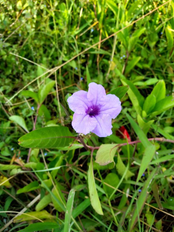 Close Up Purple Flower of Ruellia Tuberosa or Pletekan Stock Photo ...