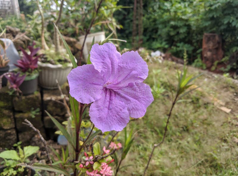 Ruellia λουλούδι ή ruellia simplex λουλούδι μεξικάνικο πετίνα ή βρεττόν άγριο πετούνι στοκ εικόνα