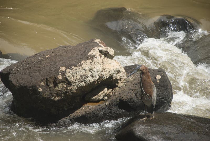 Rufescent Tiger Heron. (Tigrisoma lineatum) or Soco-Boi at Iguassu Falls National Park, Misiones, Argentina. Spanish: Hocó Colorado, Avetigre Colorada. Order royalty free stock images Rufescent Tiger Heron. (Tigrisoma lineatum) or Soco-Boi at Iguassu Falls National Park, Misiones, Argentina. Spanish: Hocó Colorado, Avetigre Colorada. Order royalty free stock images