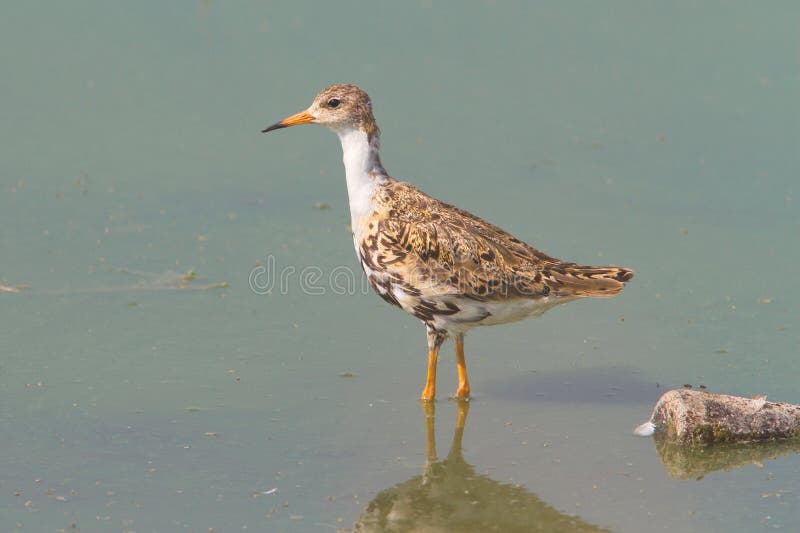 Ruff / Philomachus pugnax