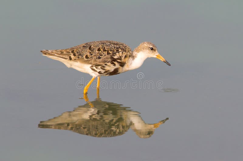 Ruff / Philomachus pugnax