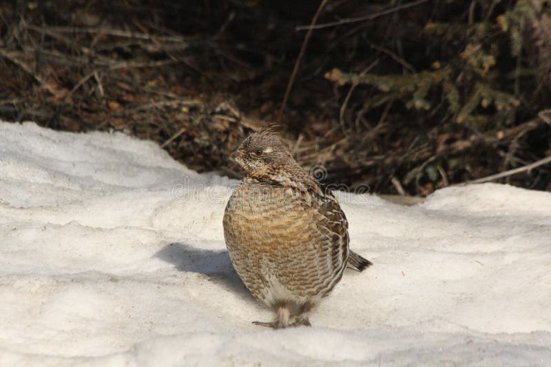Ruffed grouse 1 stock photos