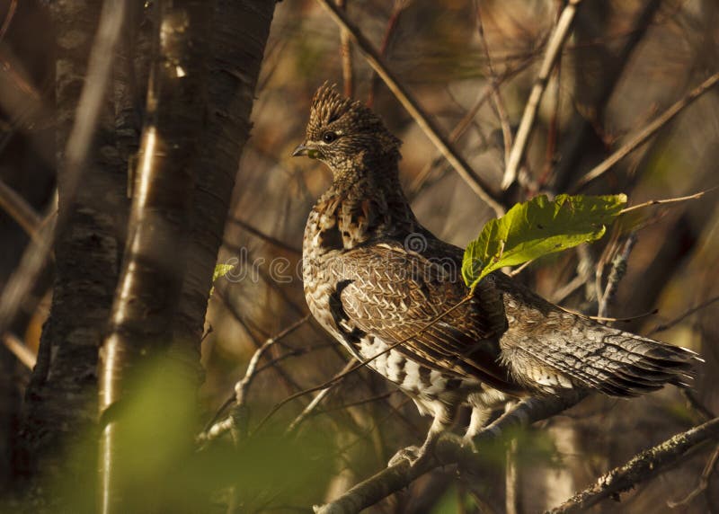 Ruffed Grouse royalty free stock photo