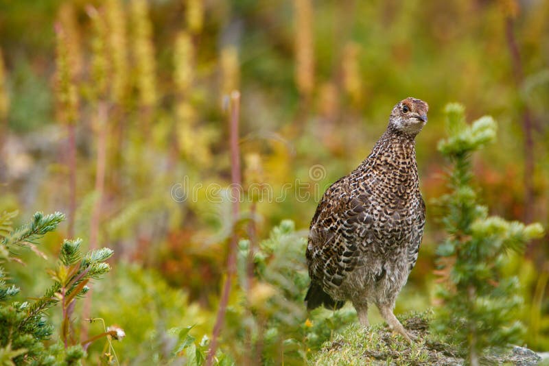 Ruffed Grouse stock photos