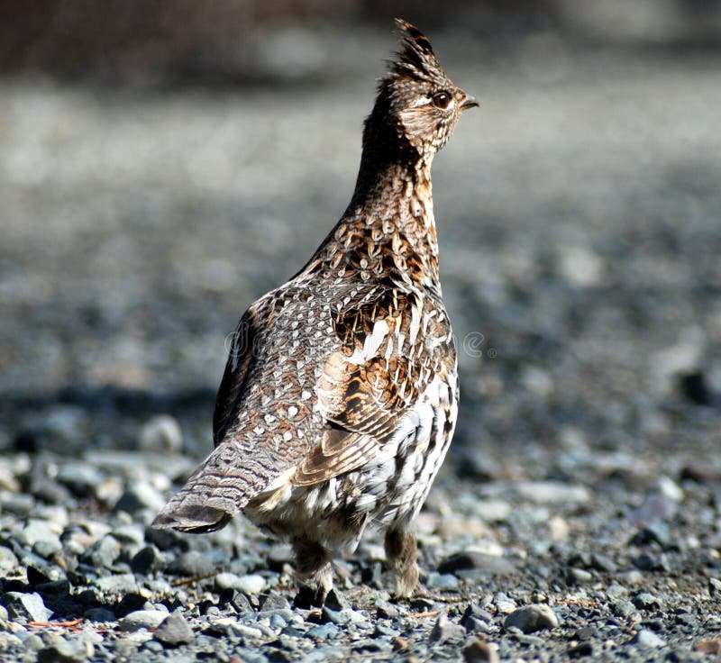 Ruffed grouse stock images