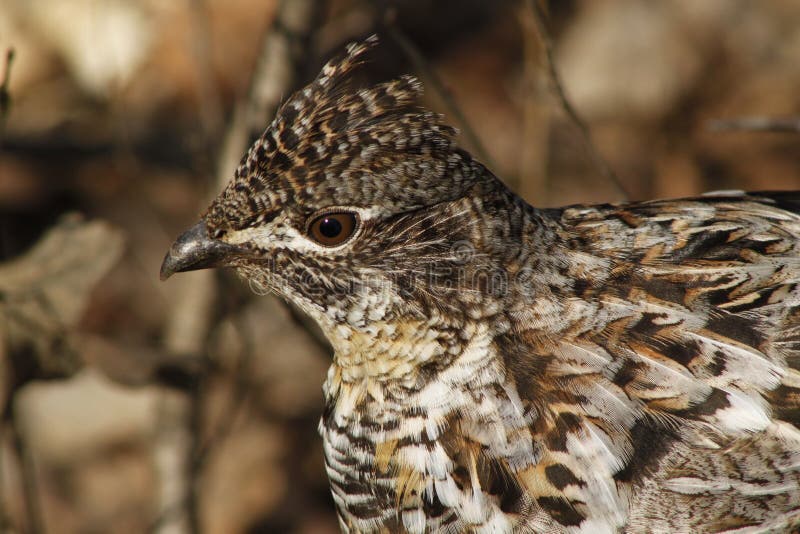 Ruffed Grouse royalty free stock photos