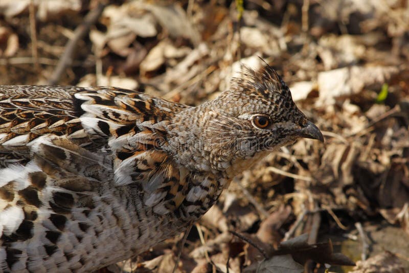 Ruffed Grouse stock photo