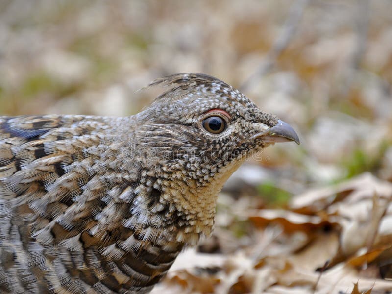 Ruffed Grouse stock photo