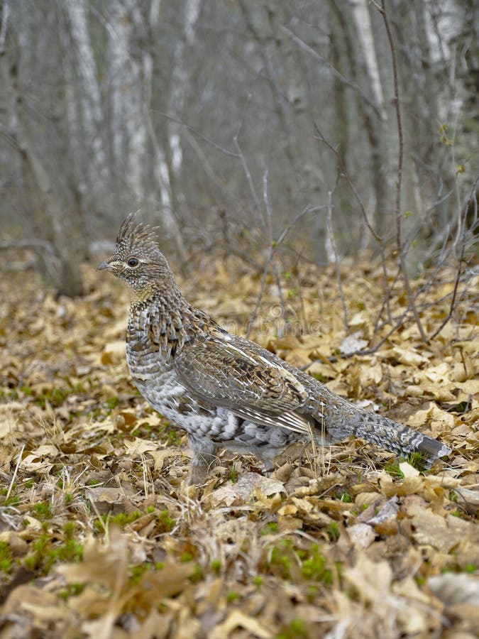 Ruffed Grouse royalty free stock image