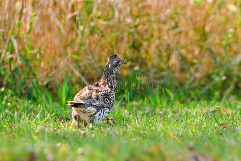 Ruffed Grouse stock images
