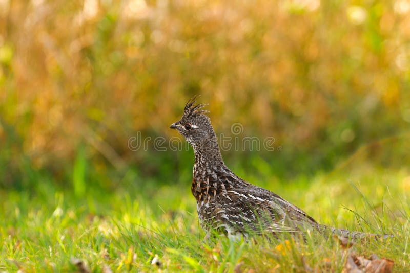 Ruffed Grouse royalty free stock photo
