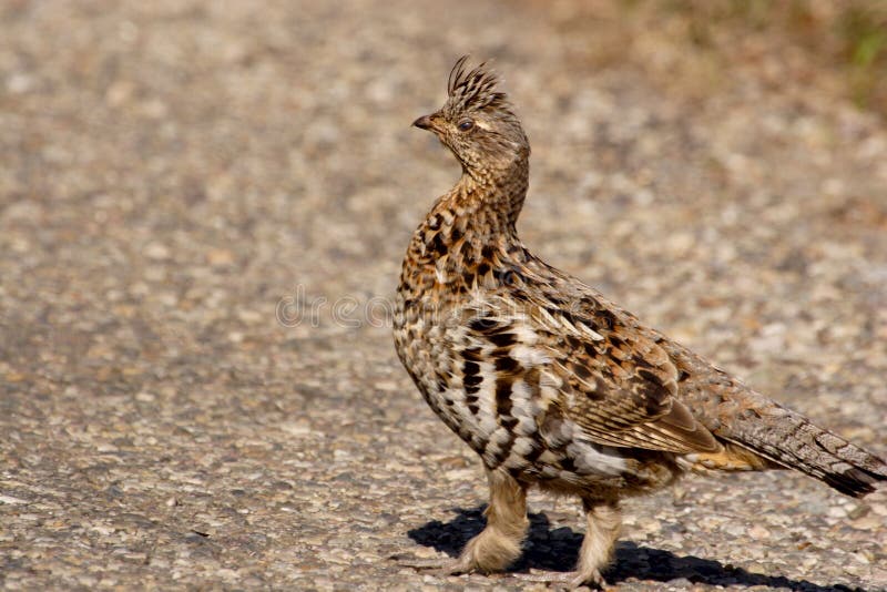 Ruffed grouse. royalty free stock images
