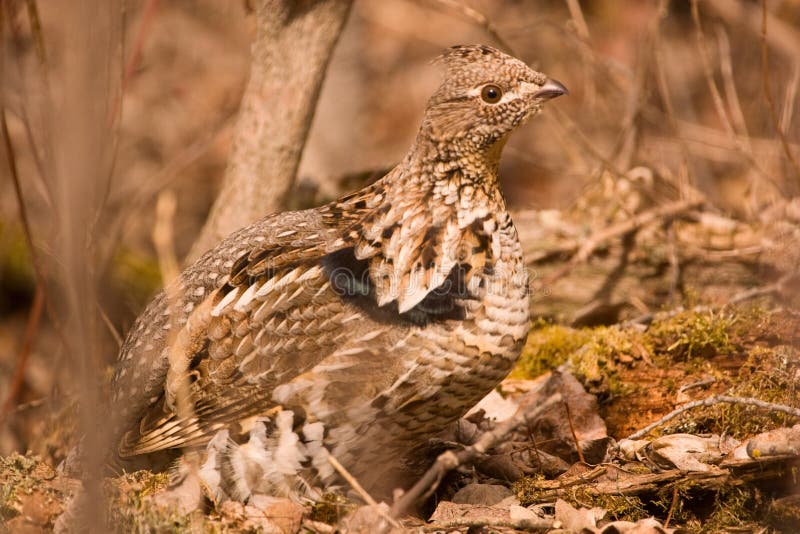 Ruffed grouse. stock photo