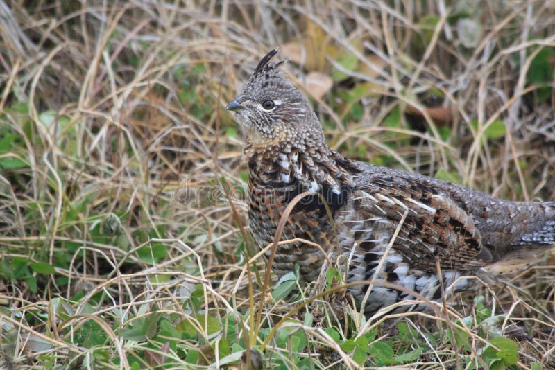 Ruffed grouse stock image