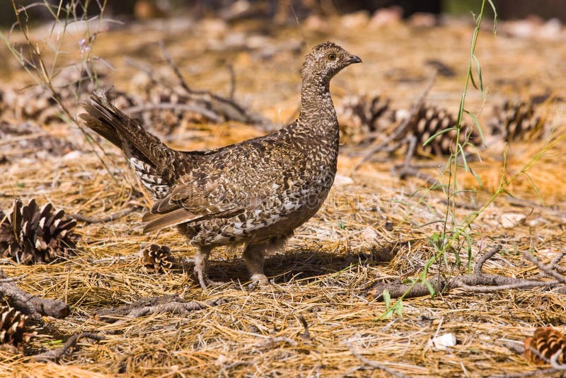 Ruffed Grouse royalty free stock photos