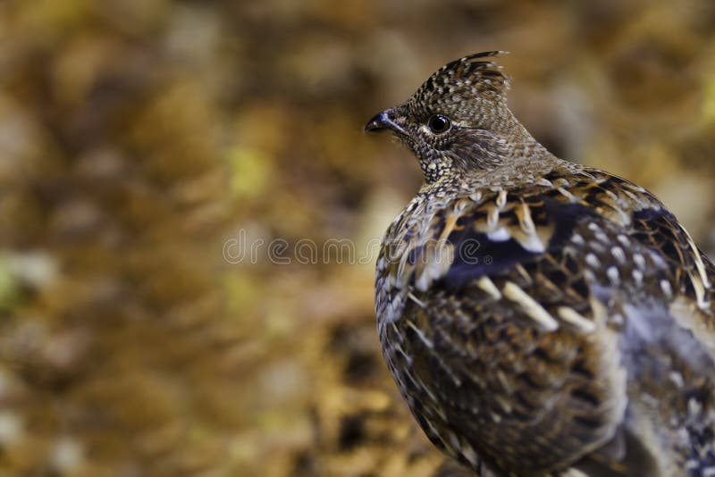 Ruffed grouse autumn stock image