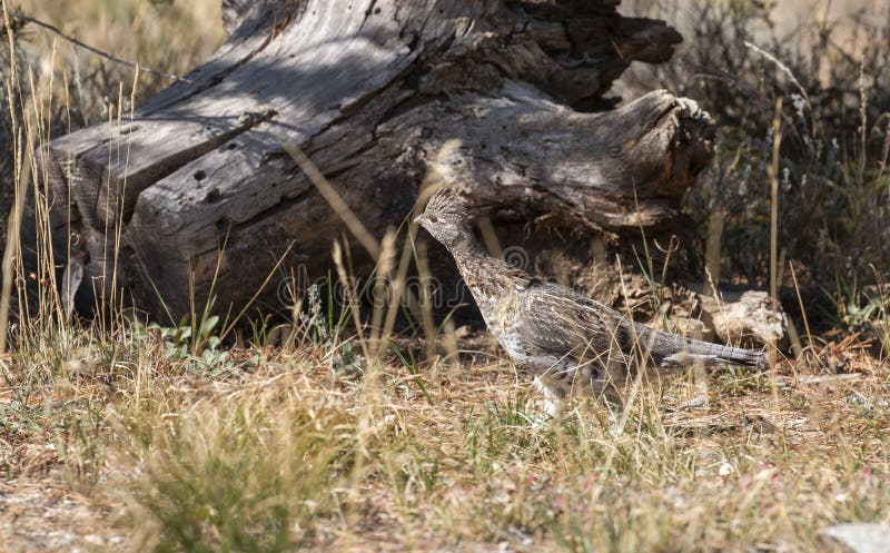Ruffed Grouse in Autumn in Wyoming stock photography