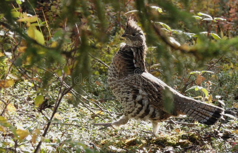 Ruffed grouse bird stepping in field royalty free stock photo