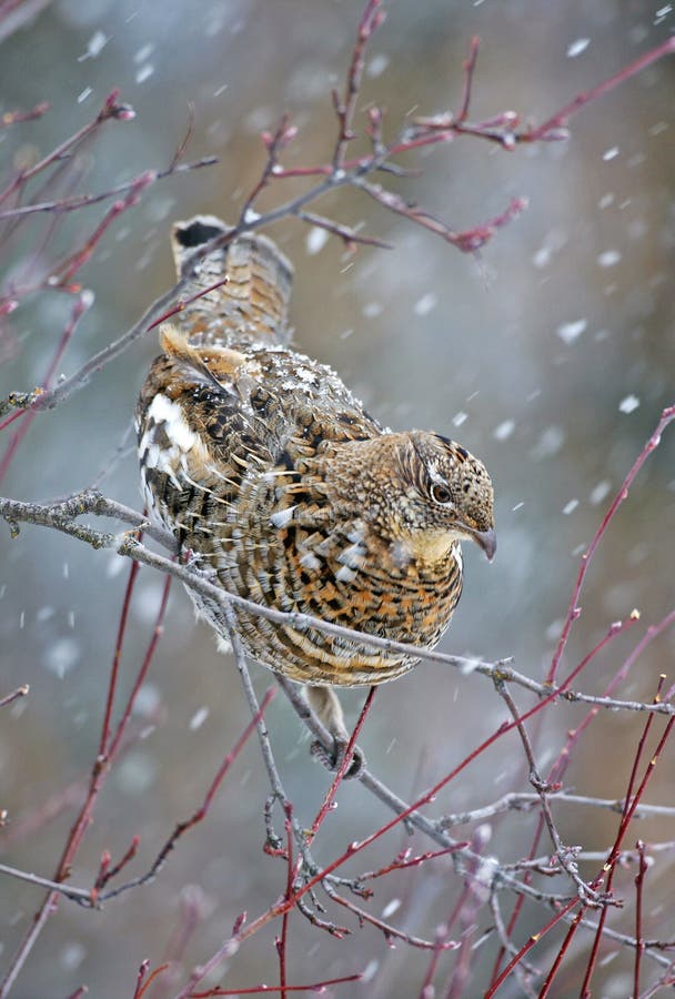 Ruffed Grouse in blizzard stock images