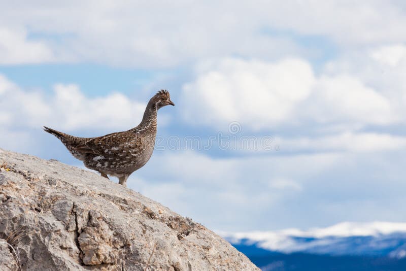 Ruffed Grouse Bonasa umbellus bird watching stock photography