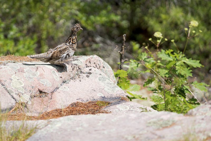 Immature Ruffed Grouse - Bonasa umbellus stock images