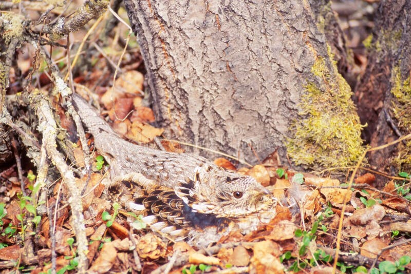 Ruffed Grouse Bonasa umbellus nesting camouflage stock images
