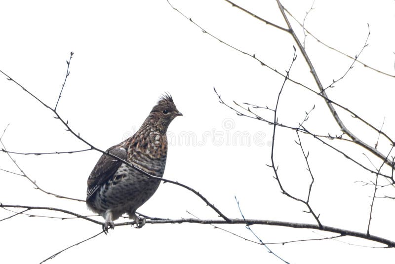 Ruffed grouse stock photos