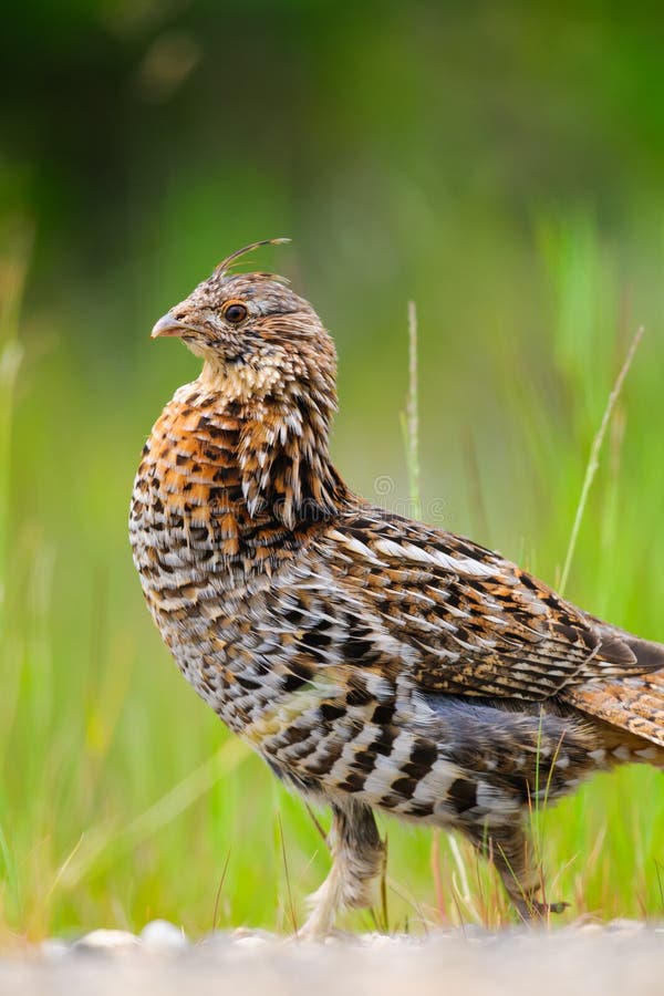Ruffed Grouse (Bonasa umbellus) stock photos