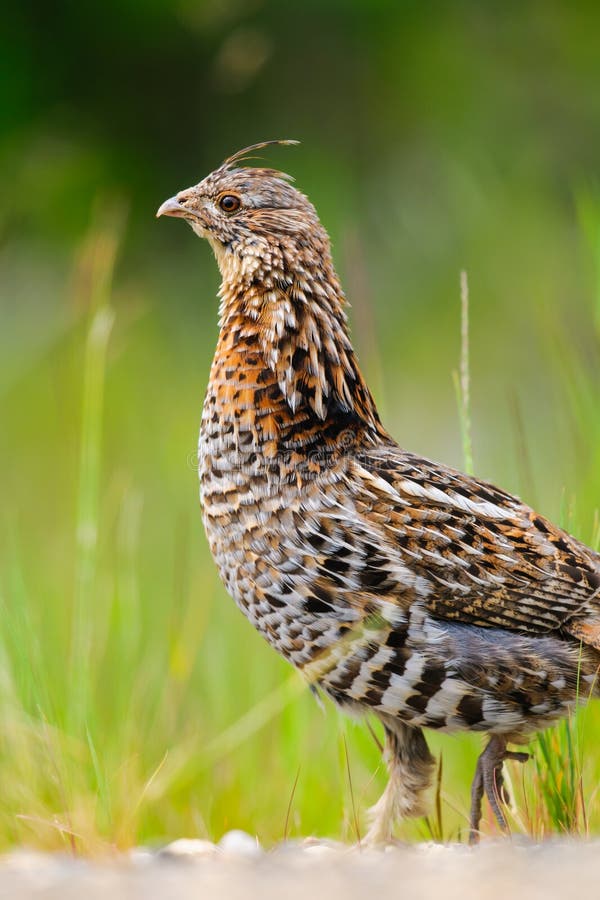 Ruffed Grouse (Bonasa umbellus) stock photos