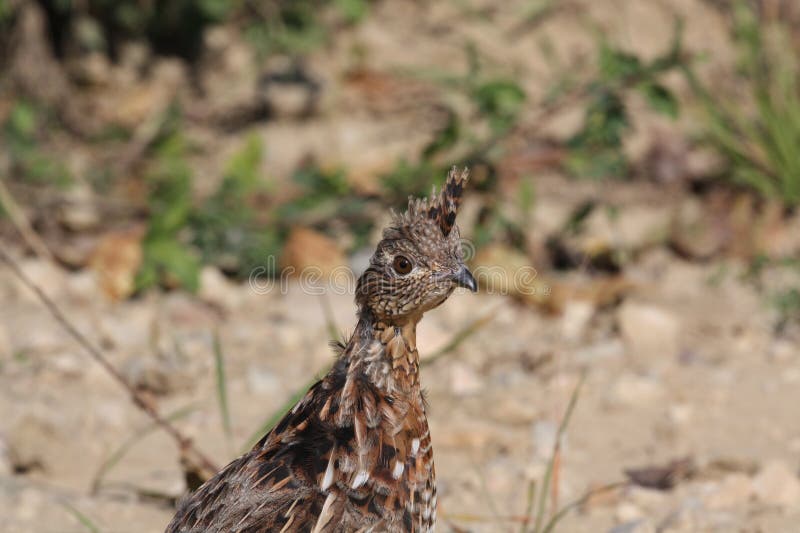 A ruffed grouse in the boreal forest in autumn royalty free stock photography