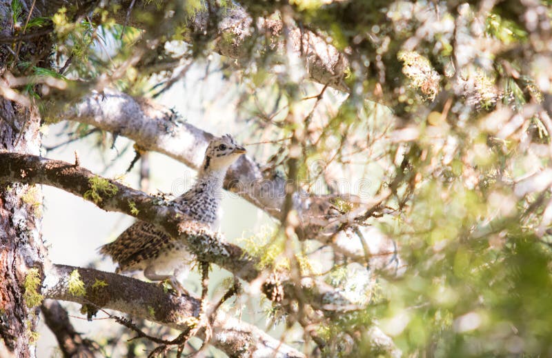 Ruffed Grouse in a Tree. Ruffed Grouse chick stands in a Tree looking for its mother