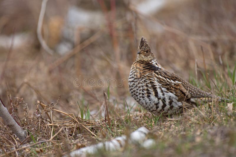 Ruffed grouse in early spring