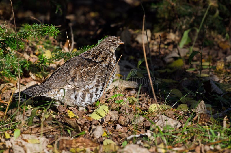 Ruffed grouse royalty free stock image