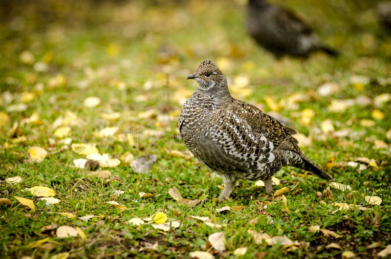 Ruffed Grouse in fall royalty free stock photography