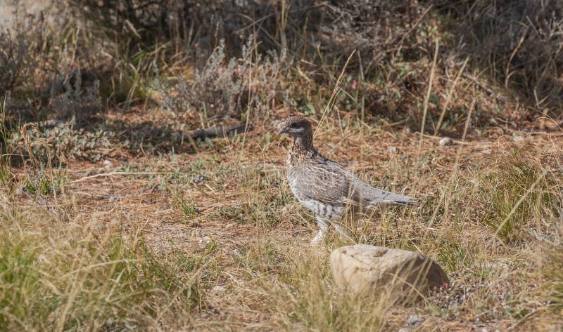 Ruffed Grouse in Fall in Wyoming royalty free stock image