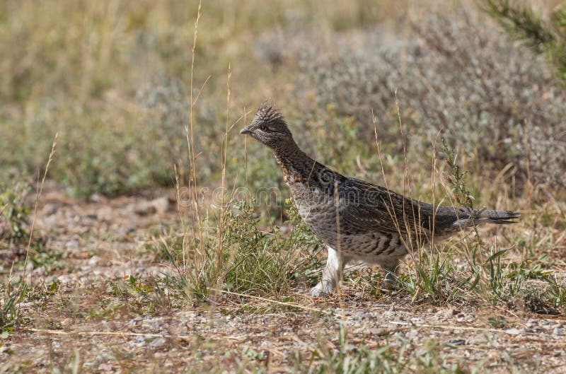 Ruffed Grouse in Fall in Wyoming stock photo