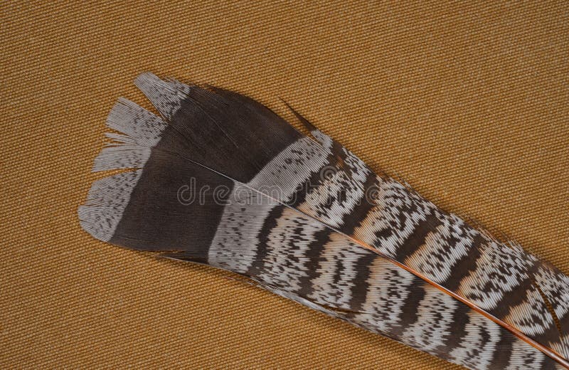 Ruffed grouse feather stock photo