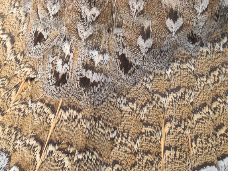 Ruffed grouse feathers nature pattern background stock photo