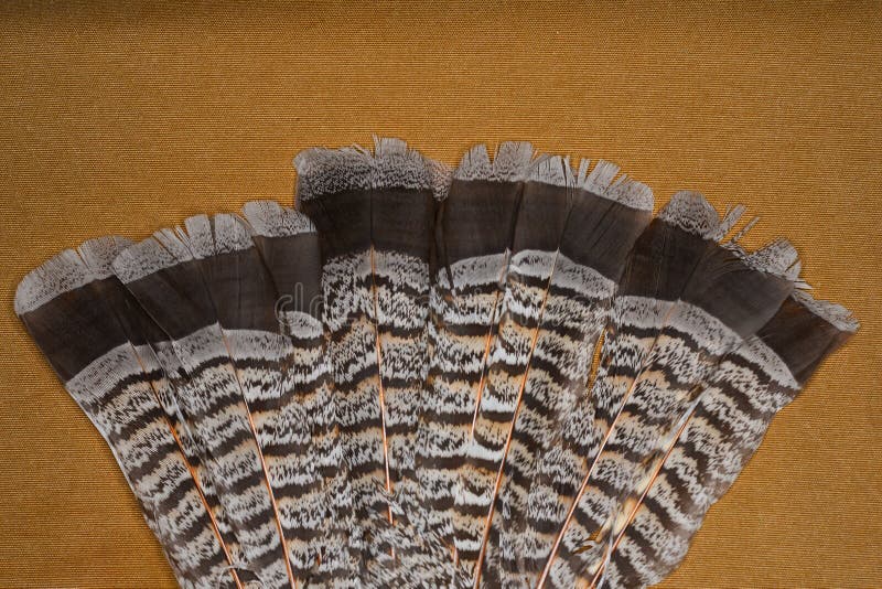 Ruffed grouse feathers stock photos