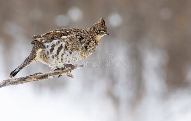 A Ruffed grouse closeup perched on a small branch in winter in Ottawa, Canada stock images