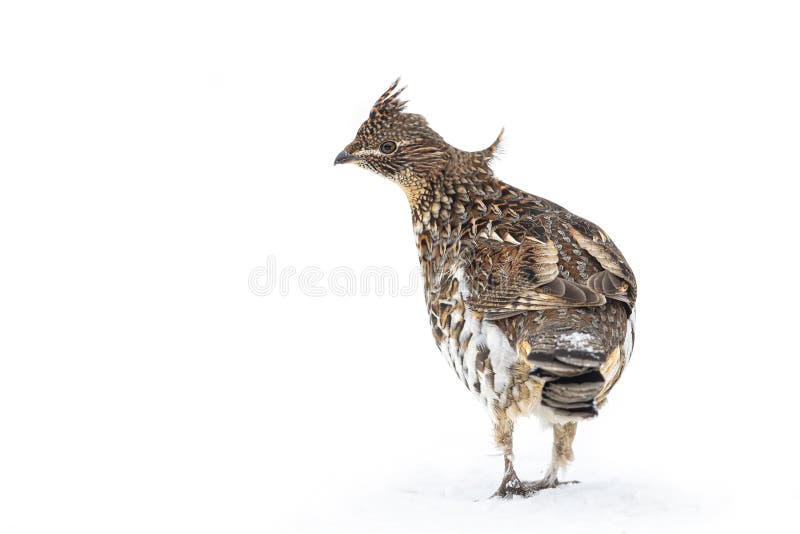 A Ruffed grouse closeup isolated against a white background walking around in the winter snow in Ottawa, Canada royalty free stock photography