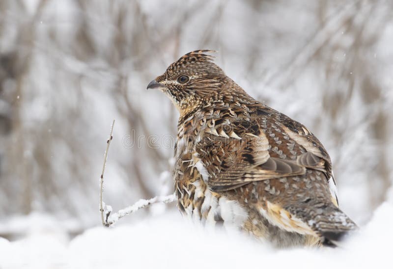 A Ruffed grouse walking around in the winter snow in Ottawa, Canada royalty free stock images