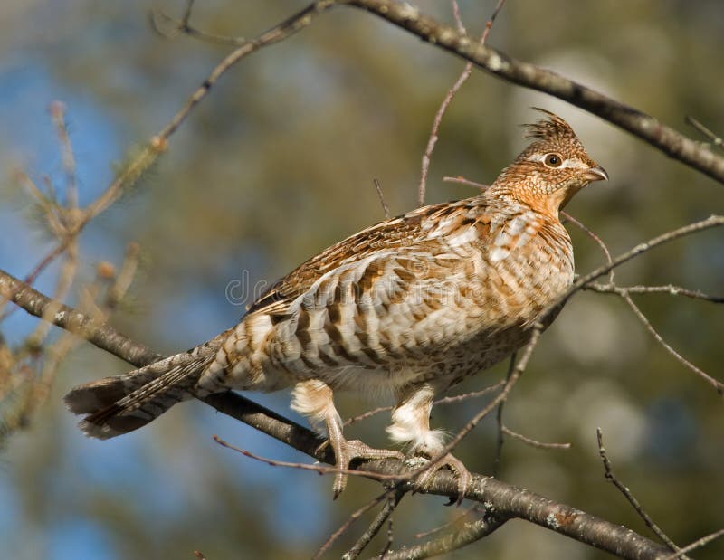 Ruffed Grouse stock photos
