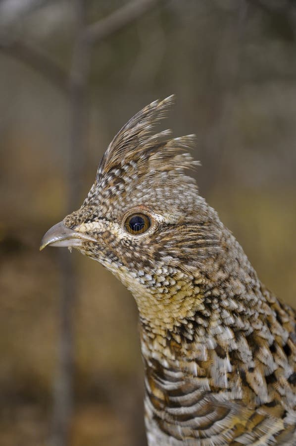 Ruffed Grouse head shot royalty free stock images