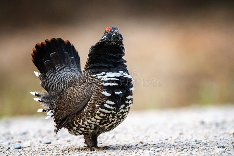 Ruffed Grouse Manitoba stock image